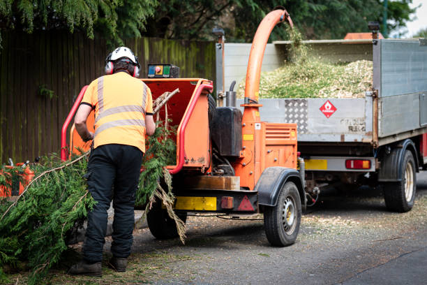 How Our Tree Care Process Works  in  Umatilla, FL