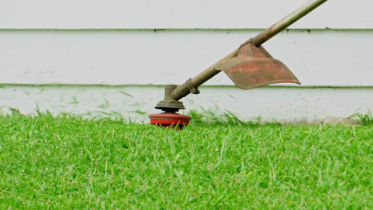 Best Emergency Tree Removal  in Umatilla, FL